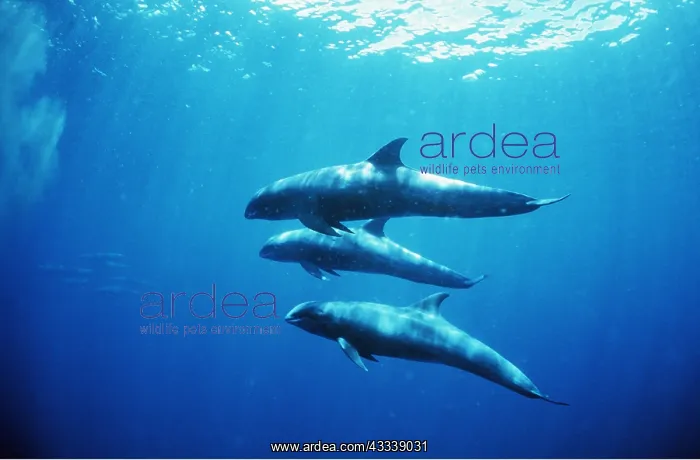 : MELON-HEADED WHALES - x three : MELON-HEADED WHALES - x three