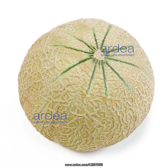  : Melon - in studio