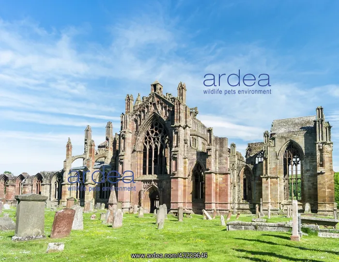 : Melrose Abbey in the Scottish Borders. (Large : Melrose Abbey in the Scottish Borders. (Large