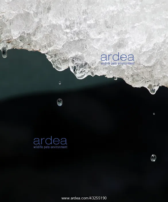 : Melting glacier ice in an ice cave of the : Melting glacier ice in an ice cave of the