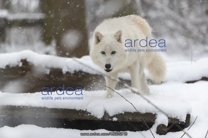 : Melville Island wolf (Arctic wolf) running thru snow covered : Melville Island wolf (Arctic wolf) running thru snow covered