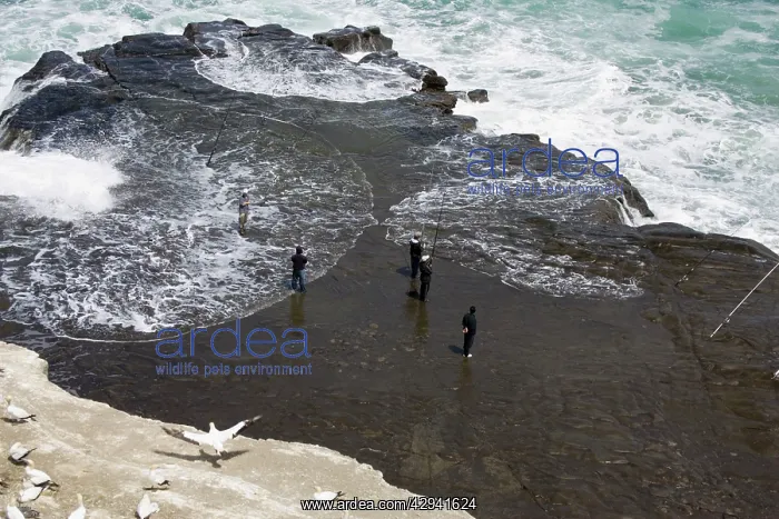 : Men - fishing on rock outcrop below gannet colony : Men - fishing on rock outcrop below gannet colony