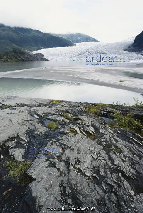 : Mendenhall Glacier : Mendenhall Glacier