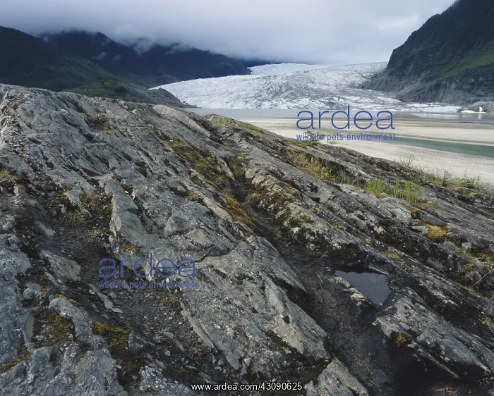 : Mendenhall Glacier : Mendenhall Glacier