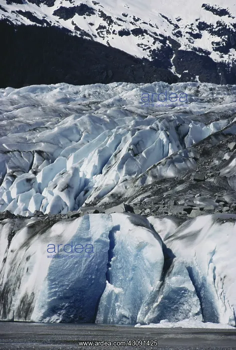 : Mendenhall Glacier : Mendenhall Glacier