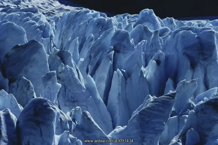 : Mendenhall Glacier : Mendenhall Glacier
