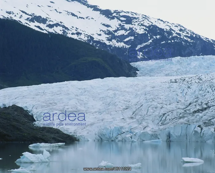 : Mendenhall Glacier : Mendenhall Glacier