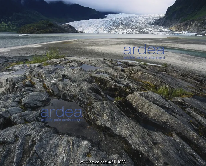 : Mendenhall Glacier : Mendenhall Glacier