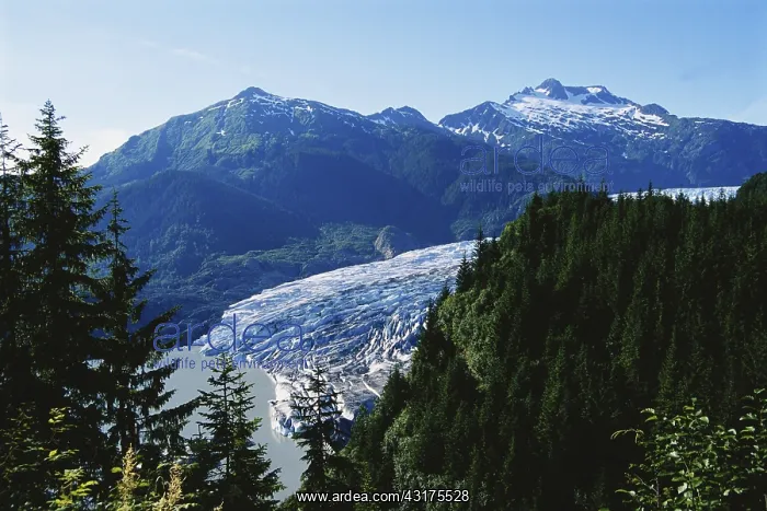 : Mendenhall Glacier : Mendenhall Glacier