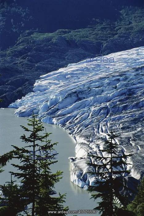 : Mendenhall Glacier : Mendenhall Glacier