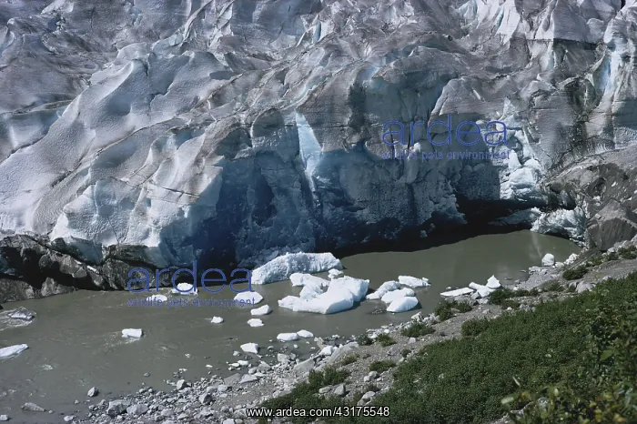: Mendenhall Glacier : Mendenhall Glacier