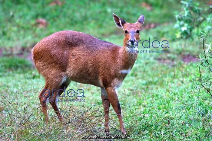 : Menelik's Bushbuck : Menelik's Bushbuck