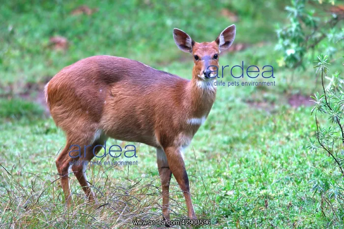 : Menelik's Bushbuck. Endemic species : Menelik's Bushbuck. Endemic species