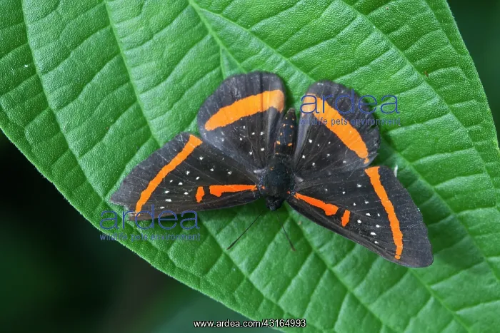 : Meneria Metalmark : Meneria Metalmark