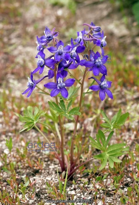 : Menzies Larkspur - on Mount Ashland : Menzies Larkspur - on Mount Ashland
