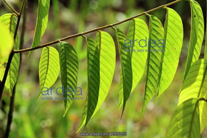 : Meranti wood / Mahagoni - leaves : Meranti wood / Mahagoni - leaves
