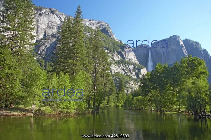 : Merced River flowing through Yosemite Valley : Merced River flowing through Yosemite Valley