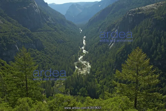 : Merced River in Yosemite Valley : Merced River in Yosemite Valley