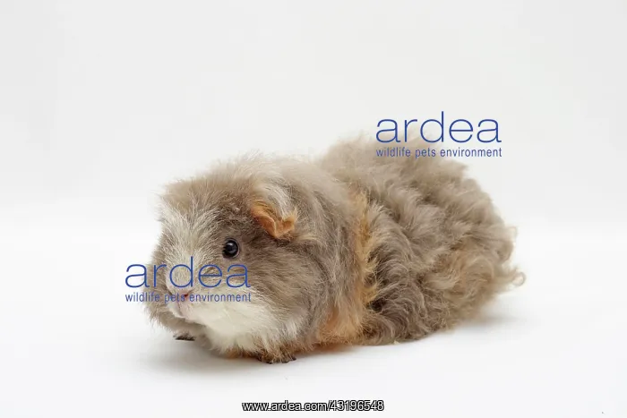 : Merino guinea pigs, lilac-gold-white, sitting sideways : Merino guinea pigs, lilac-gold-white, sitting sideways