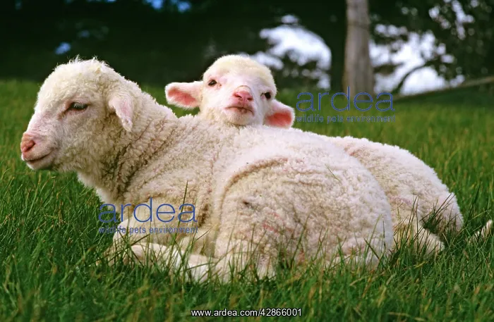  : Merino lamb - peering over shorn motherIs back