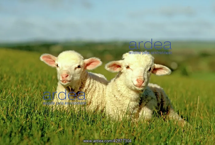 : Merino lambs - lying down in grass Victoria : Merino lambs - lying down in grass Victoria