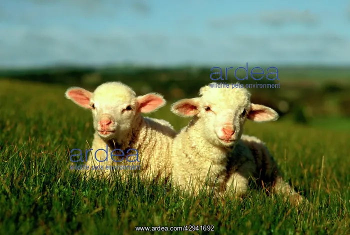 : Merino lambs.lying down in grass. Victoria, Australia : Merino lambs.lying down in grass. Victoria, Australia