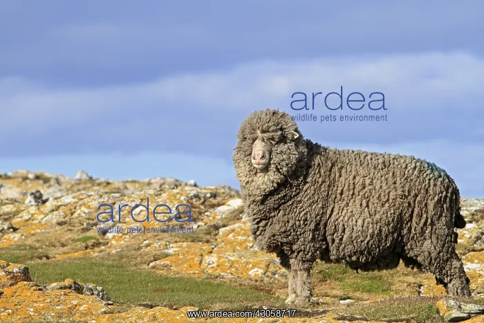 : Merino in moor Falkland Islands : Merino in moor Falkland Islands