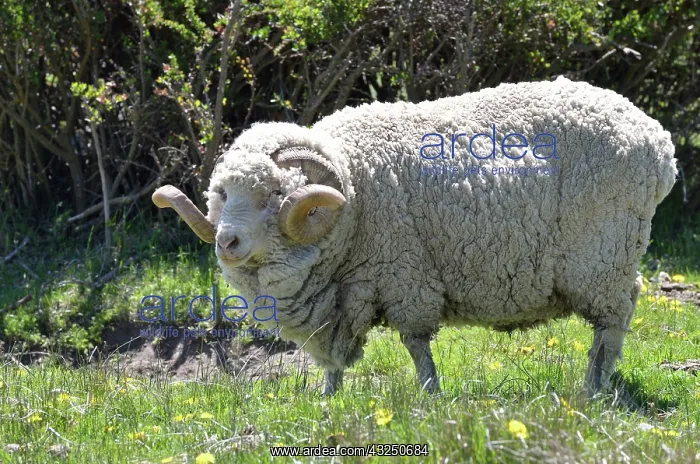 : Merino ram in the grass - Argentina : Merino ram in the grass - Argentina