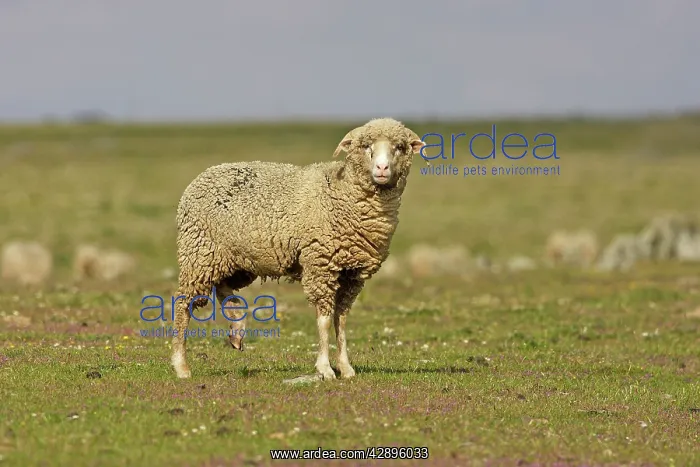 : Merino Sheep : Merino Sheep