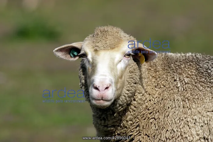 : Merino Sheep : Merino Sheep