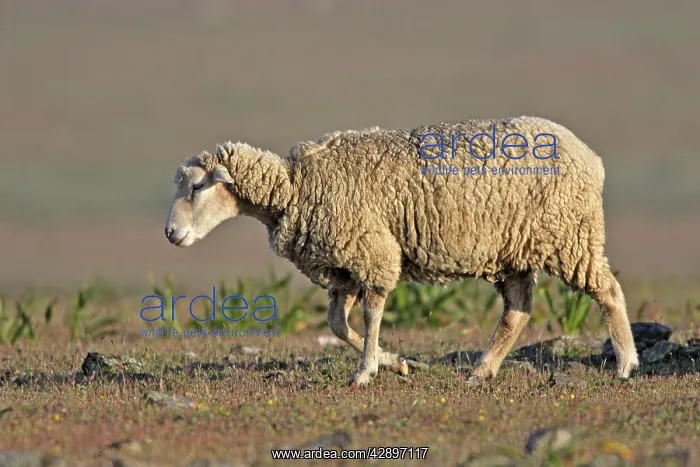 : Merino Sheep : Merino Sheep