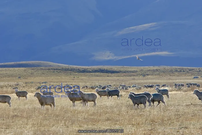 : Merino sheep in the Argentine Pampas Patagonia : Merino sheep in the Argentine Pampas Patagonia