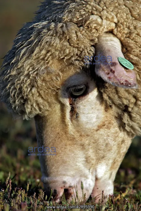 : Merino Sheep - Feeding : Merino Sheep - Feeding