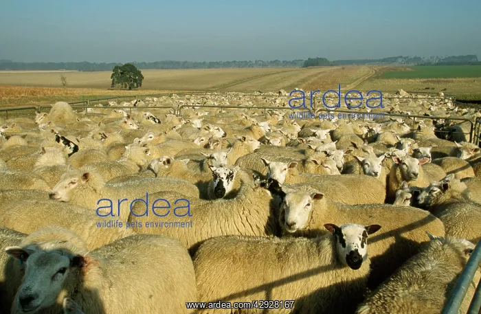 : Merino SHEEP - flock : Merino SHEEP - flock