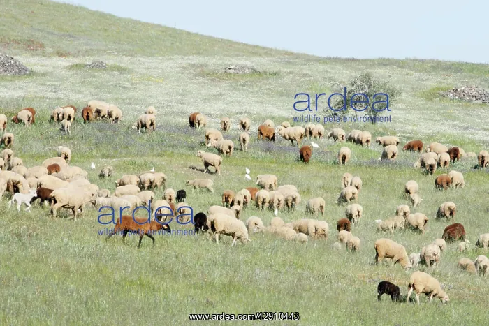 : Merino Sheep - flock grazing : Merino Sheep - flock grazing