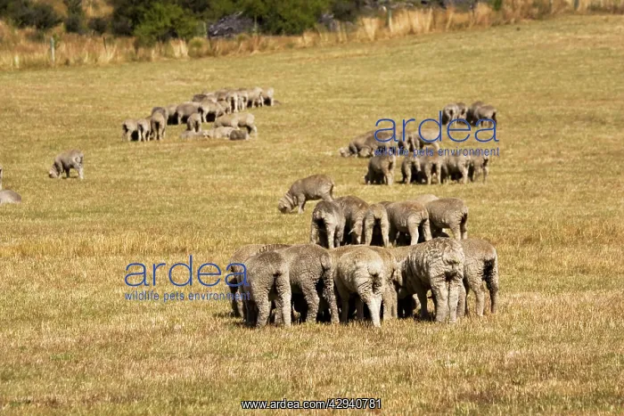 : Merino sheep grazing in small groups trying to avoid flies : Merino sheep grazing in small groups trying to avoid flies