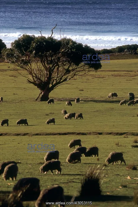 : Merino Sheep grazing in Tasmania : Merino Sheep grazing in Tasmania