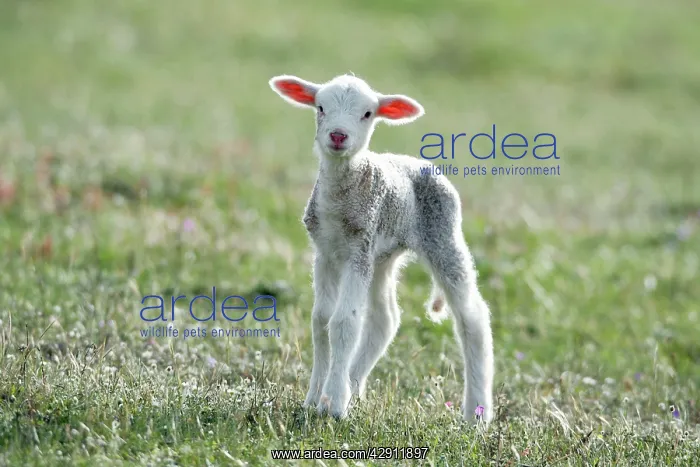 : Merino Sheep - lamb : Merino Sheep - lamb