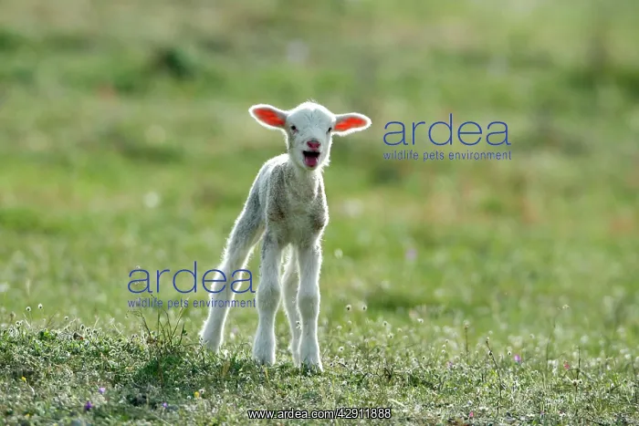 : Merino Sheep - lamb, calling for its mother : Merino Sheep - lamb, calling for its mother