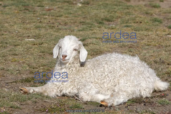 : Merino sheep lying in the grass Patagonia Argentina : Merino sheep lying in the grass Patagonia Argentina