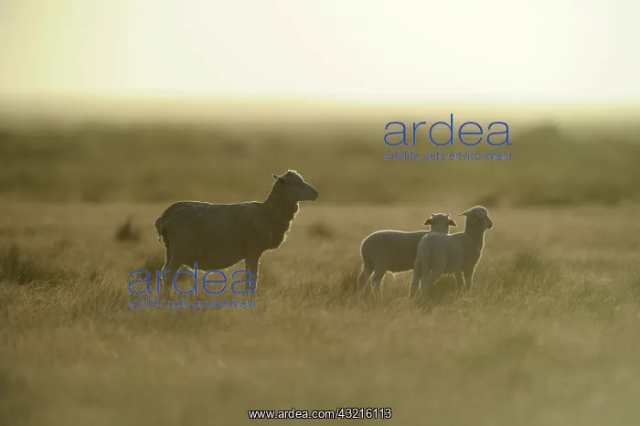 : Merino sheep on the Pampas - Patagonia Argentina : Merino sheep on the Pampas - Patagonia Argentina