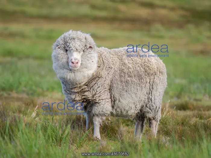 : Merino sheep. Sheep farming is still of great economic : Merino sheep. Sheep farming is still of great economic
