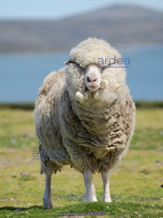 : Merino sheep. Sheep farming is still of great economic : Merino sheep. Sheep farming is still of great economic