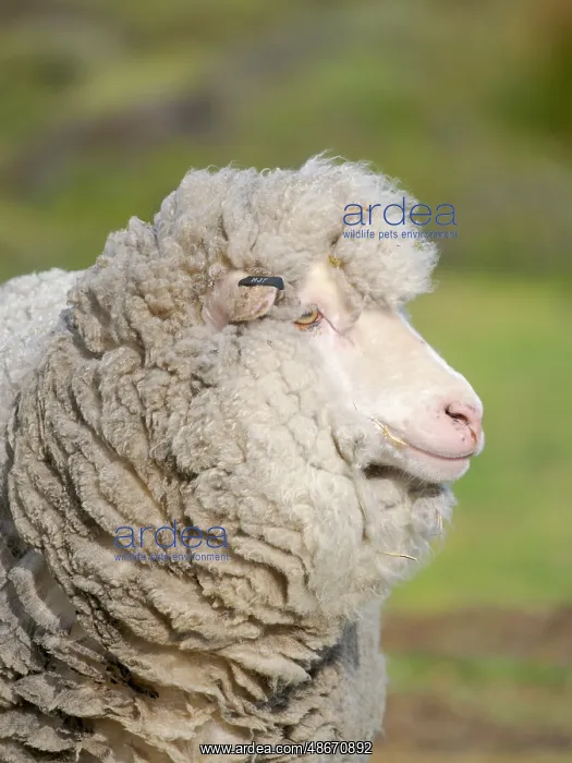 : Merino sheep. Sheep farming is still of great economic : Merino sheep. Sheep farming is still of great economic