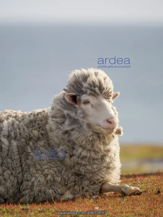 : Merino sheep. Sheep farming is still of great economic : Merino sheep. Sheep farming is still of great economic