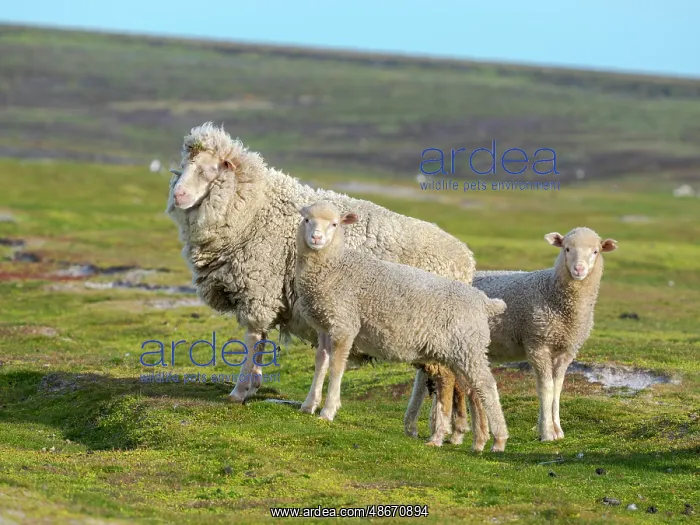 : Merino sheep. Sheep farming is still of great economic : Merino sheep. Sheep farming is still of great economic