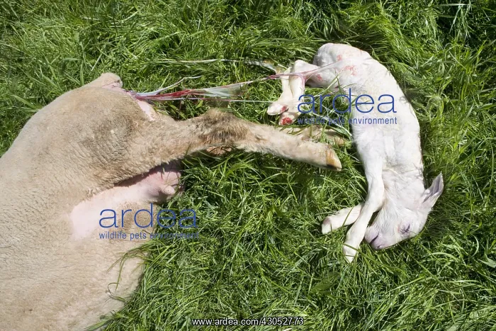 : Merinos ewe and newborn lamb in the grass : Merinos ewe and newborn lamb in the grass