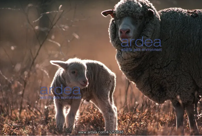 : MERINOS SHEEP & LAMB : MERINOS SHEEP & LAMB
