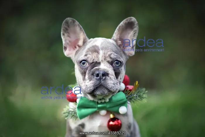  : Merle colored French Bulldog dog puppy wearing seasonal