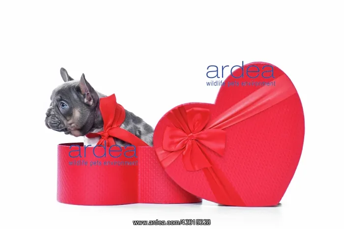  : Merle French Bulldog dog puppy in Valentines Day